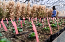 Greenhouse interior with seedlings in the foreground and a woman looking at taller plants in the background.